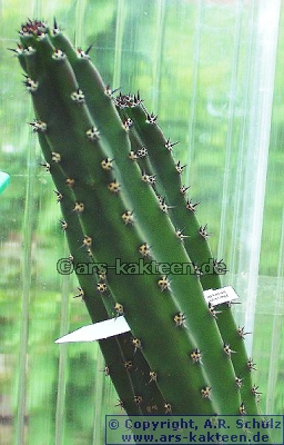 Harrisia (Eriocereus) jusbertii