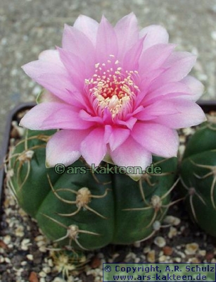 Infos to Gymnocalycium denudatum cv.Jan Suba - ars-kakteen.de Online-Shop