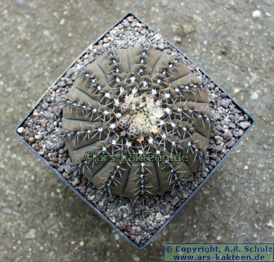 Picture Gallery: Gymnocalycium occultum - ars-kakteen.de Online-Shop