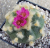 Pflanze des Monats - Lophophora jourdaniana