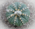 Pflanze des Monats - Astrophytum asterias
